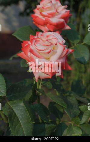 Weiße und rote Rosen blühen im Garten. Weiße und rote Rose in einem Garten. Rose Nostalgie im Garten. Stockfoto