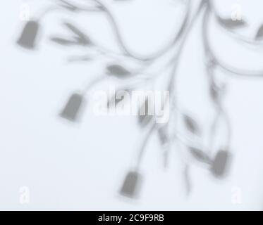 Schatten von abstrakten Blättern auf weißem Wandhintergrund Stockfoto
