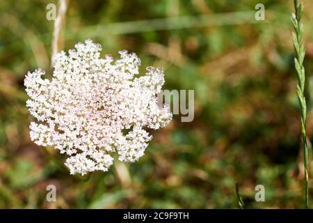 Daucus carota Pflanzen oder Möhre in der Blüte. Stockfoto