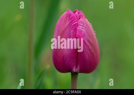 Violett doppelt bunt schöne Tulpe. Lila Tulpe wie Pfingstrose. Tulpen wachsen in dekorativen Blumenbeet Stockfoto