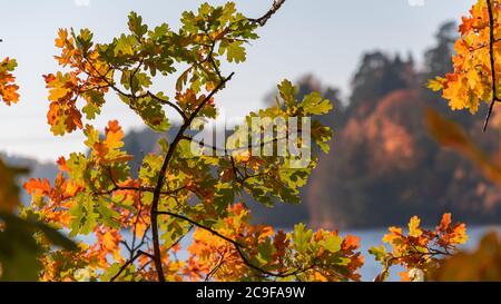 Eichenblätter, die im Herbst lange hängen, mit verschiedenen Farbvariationen Stockfoto
