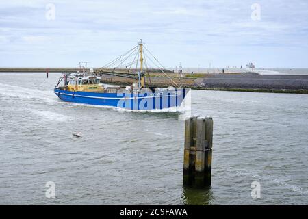 Harlingen, Niederlande,23. Juli 2020: Das holländische Fischerboot kommt vom Wattenmeer aus im Hafen von Harlingen an. Der Brexit kann ein Problem sein Stockfoto