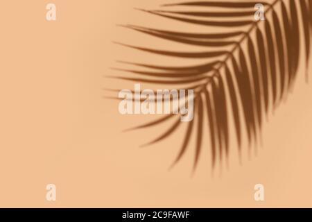 Schatten von Palmblatt auf weißem Hintergrund. Abstraktes neutrales tropisches Konzept. Schattenüberlagerung. Speicherplatz kopieren. Stockfoto