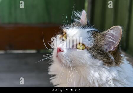 Porträt einer weißen Hauskatze mit großen Augen, Nahaufnahme Stockfoto