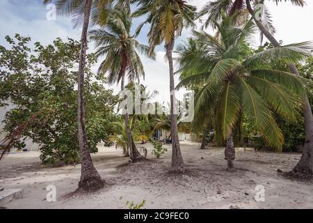 Hübsche Palmen am Sandstrand in der Inselstadt Malediven Stockfoto