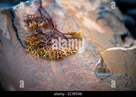 Chondrus crispus (Irish Moss) Detail auf Stein Stockfoto