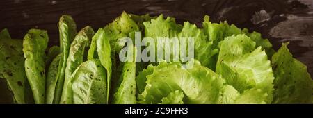 Muster aus frischen Salatleaven auf einem dunklen Holztisch. Batavia-Salat Stockfoto