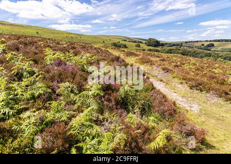 Exmoor National Park - Bracken und Heidekraut neben dem Weg auf Dunkery Hill führt zu Dunkery Beacon, Somerset UK Stockfoto