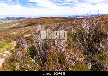 Exmoor National Park - Dead Heather Stängel neben Dickys Path auf Dunkery Hill führt zu Dunkery Beacon, Somerset UK Stockfoto