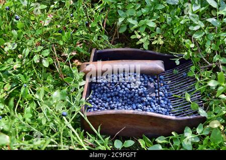 Spezieller Kamm zum Pflücken von Blaubeeren im Wald Stockfoto