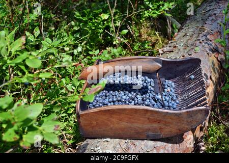 Spezieller Kamm zum Pflücken von Blaubeeren im Wald Stockfoto