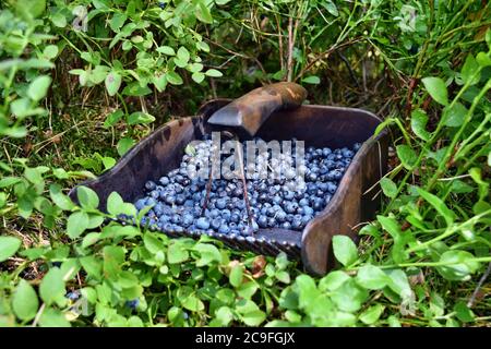 Spezieller Kamm zum Pflücken von Blaubeeren im Wald Stockfoto