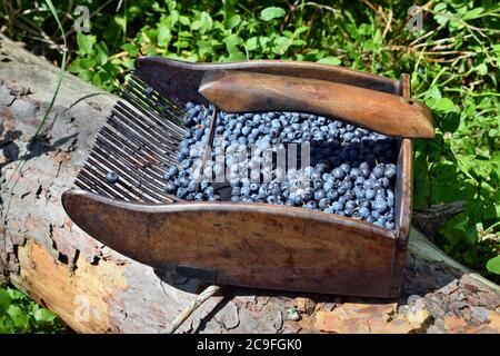 Spezieller Kamm zum Pflücken von Blaubeeren im Wald Stockfoto