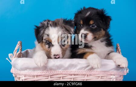 Zwei Australian Shepherd tan und Merle Welpen Stockfoto