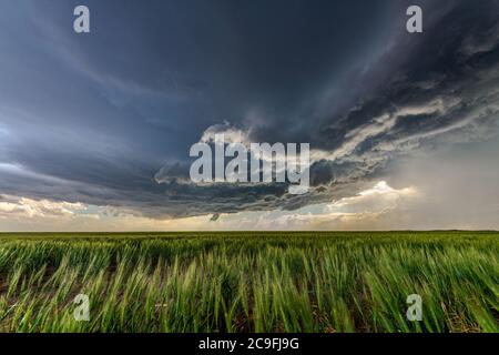 Panorama eines massiven Sturmsystems, das eine Vortornadostufe ist, passiert einen grasbewachsenen Teil der Great Plains, während er heftig versucht, mehr zu generieren Stockfoto