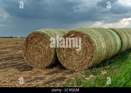 Zwanzig Heuballen sind auf einem Hügel auf einer Farm im Mittleren Westen gestapelt. Das Heu wird als Futter für verschiedene Nutztiere verwendet. Stockfoto