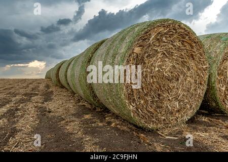 Zwanzig Heuballen sind auf einem Hügel auf einer Farm im Mittleren Westen gestapelt. Das Heu wird als Futter für verschiedene Nutztiere verwendet. Stockfoto