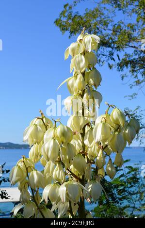 Weiße Blüten der Yucca gloriosa Pflanze oder spanischer Dolch, an der Adriaküste in Kroatien Stockfoto