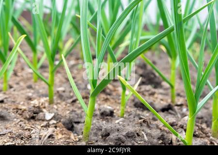 Biologisch angebaute Knoblauchplantage im Gemüsegarten. Anbau von Bio-Pflanzen und Gemüse Stockfoto