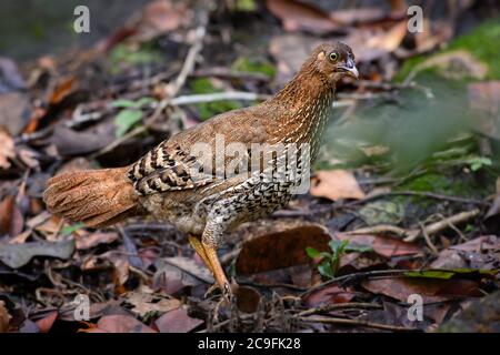 Ceylon Junglefowl - Gallus lafayettii, ikonischer farbiger Nationalvogel Sri Lankas aus dem Nationalpark Sinharadja, Sri Lanka. Stockfoto