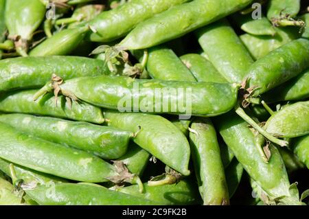 Draufsicht auf Bio-Erbsen in Schoten, frisch gepflückt, grüner Hintergrund, aus Dalmatien, Kroatien Stockfoto