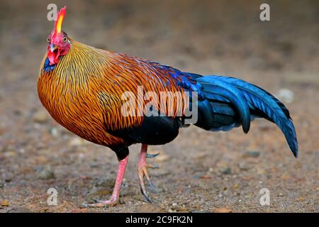 Ceylon Junglefowl - Gallus lafayettii, ikonischer farbiger Nationalvogel Sri Lankas aus dem Nationalpark Sinharadja, Sri Lanka. Stockfoto