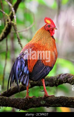 Ceylon Junglefowl - Gallus lafayettii, ikonischer farbiger Nationalvogel Sri Lankas aus dem Nationalpark Sinharadja, Sri Lanka. Stockfoto