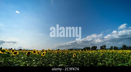 Blühende Sonnenblumen in einer Feldsommerlandschaft Stockfoto