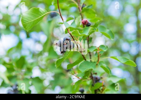 Reife lila Beeren von Amelanchier canadensis, Dienstbeere, Schattenbeere oder Jungbeere Baum auf grünem verschwommenem Hintergrund. Selektiver Fokus. Stockfoto