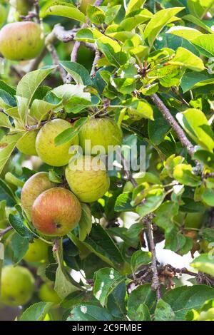 Äpfel .frisches Obst wächst im Garten. England GB Stockfoto