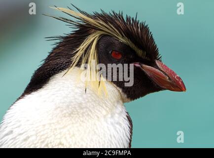 rockhopper Pinguin isoliert Nahaufnahme Stockfoto