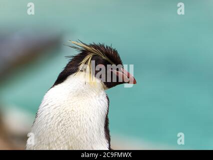 rockhopper Pinguin isoliert Nahaufnahme Stockfoto