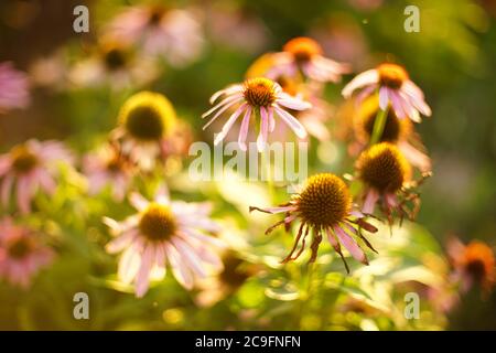 Alte violette Echinacea-Blüten wachsen im Sommergarten. Stockfoto