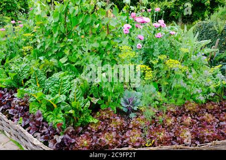 Reich bepflanzte Küche Garten - John Gollop Stockfoto