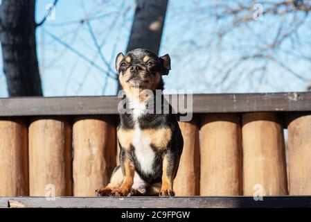 Kleiner niedlicher chihuahua Hund liegt. Nahaufnahme kleiner chiwawa Hund liegt. Welpen im Freien. Chihuahua Mini glatt behaart Stockfoto