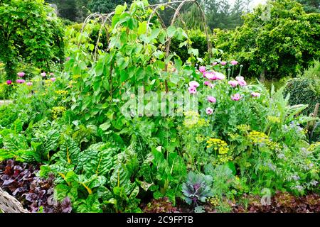 Reich bepflanzte Küche Garten - John Gollop Stockfoto