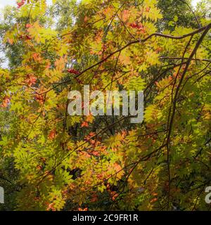 Natürlicher Hintergrund von schönen Herbstblättern und roten Ebereschen von der Sonne beleuchtet. Stockfoto