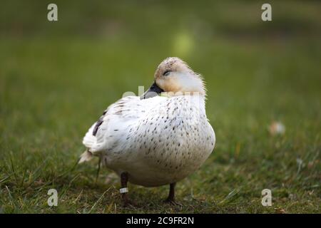 Einzelne weiße Mullard (Albino oder Hybrid) auf einer Wiese am Ufer des Wupper in Wuppertal-Beyenburg. Stockfoto