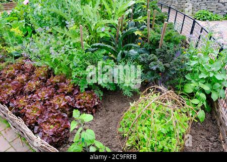 Reich bepflanzte Küche Garten - John Gollop Stockfoto