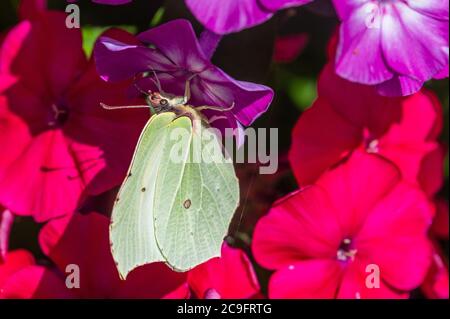 Gonepteryx rhamni auf Gartenphlox, Hamburg, Deutschland Stockfoto