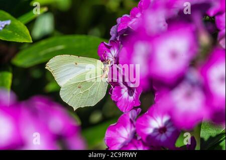 Gonepteryx rhamni auf Gartenphlox, Hamburg, Deutschland Stockfoto