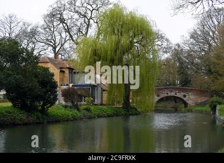 Frisches Frühlingswachstum auf dem Weidenbaum in der Nähe der Gerstenmähbrücke am Basingstoke Canal in Hampshire Stockfoto