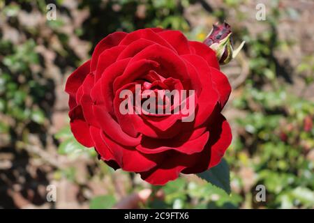 Einzelne rote Rose in voller Blüte mit kleiner Knospe daneben IT Stockfoto