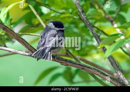 Ein Baby Black-capped Chickadee (Poecile atricapillus), das auf einem Ast thront und auf die Kamera zurückblickt. Stockfoto