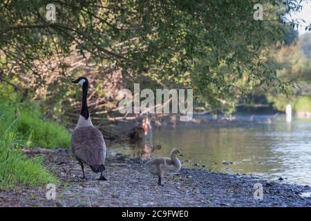 Mutter kanadas Gans wacht über schlafende Küken am Ufer des Flusses Wupper in Opladen. Stockfoto