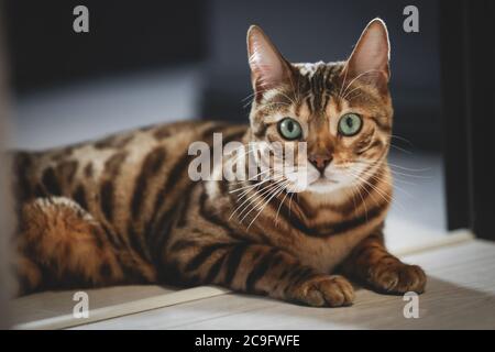 Porträt einer entzückenden Bengalkatze auf einem Boden sitzend. Haustiere. Niedliches Kitty. Stockfoto