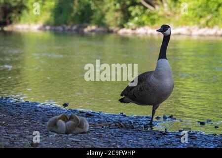 Mutter kanadas Gans wacht über schlafende Küken am Ufer des Flusses Wupper in Opladen. Stockfoto