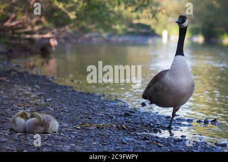 Mutter kanadas Gans wacht über schlafende Küken am Ufer des Flusses Wupper in Opladen. Stockfoto