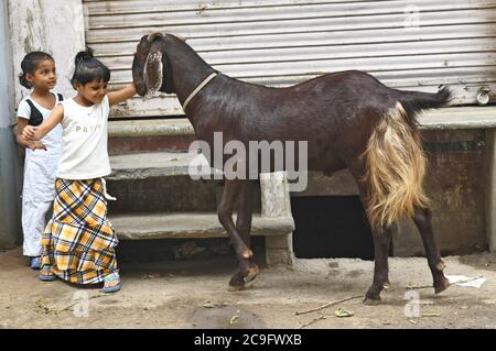 Beawar, Rajasthan, Indien, 31. Juli 2020: Mädchen spielen mit einer Ziege in der Nähe von Jama Masjid vor Eid al-Adha, in Beawar. Kredit: Sumit Saraswat/Alamy Live Nachrichten Stockfoto