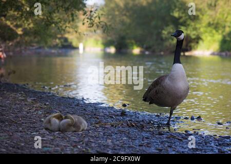 Mutter kanadas Gans wacht über schlafende Küken am Ufer des Flusses Wupper in Opladen. Stockfoto